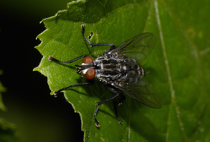 Sarcophaga carnaria ?